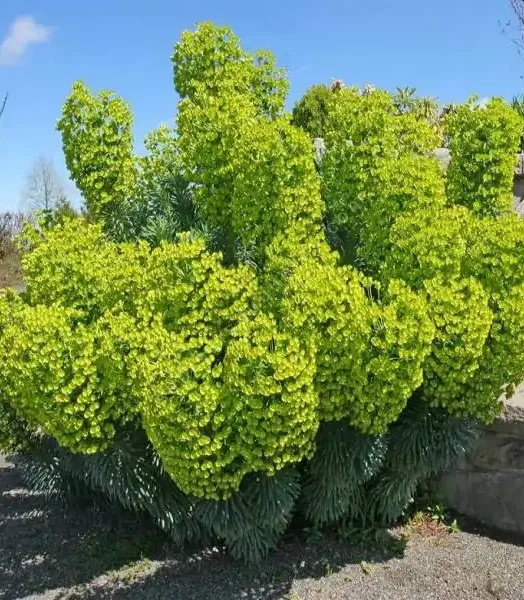 EUPHORBIA characias Wulfenii shorty 3L