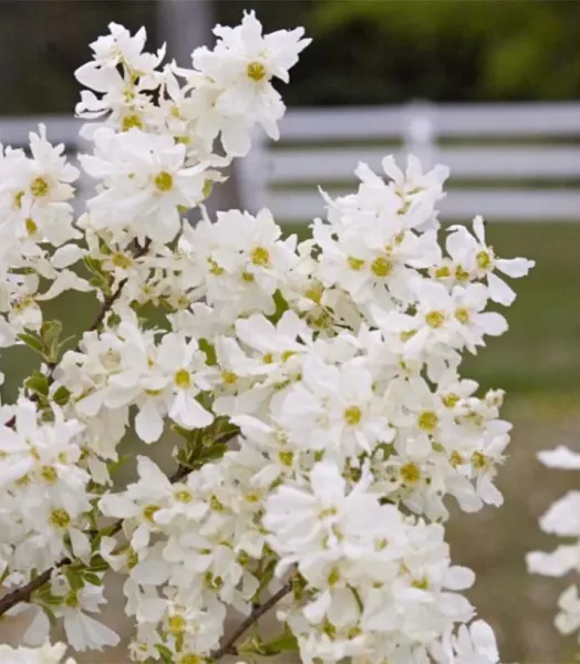 exochorda-lotus-moon-82908-1.webp