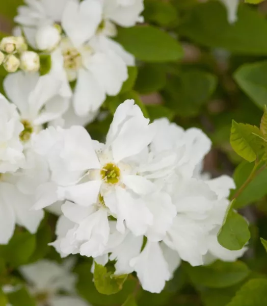 exochorda-macrantha-lotus-moon.webp