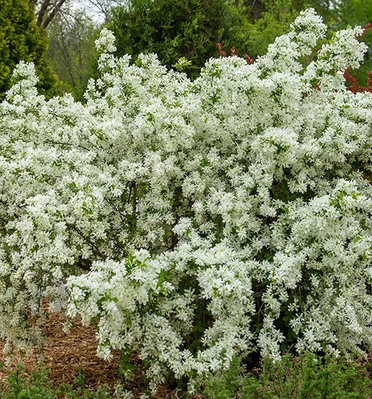 exochordamafirsteditionslotusmooon-176-4825.webp