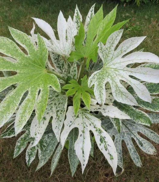 FATSIA  japonica Spider Web 4L