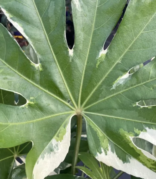 fatsia-japonica-variegata-arctic-jungle.webp