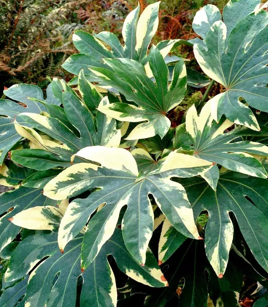 FATSIA Japonica variegata ARTICJUNGLE 4l