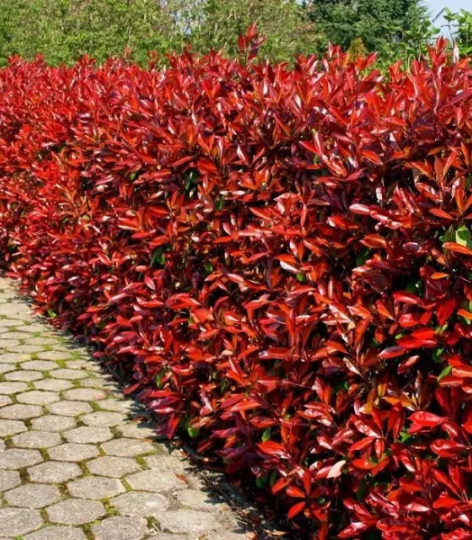 PHOTINIA FRASERI CARRÉ ROUGE 4L