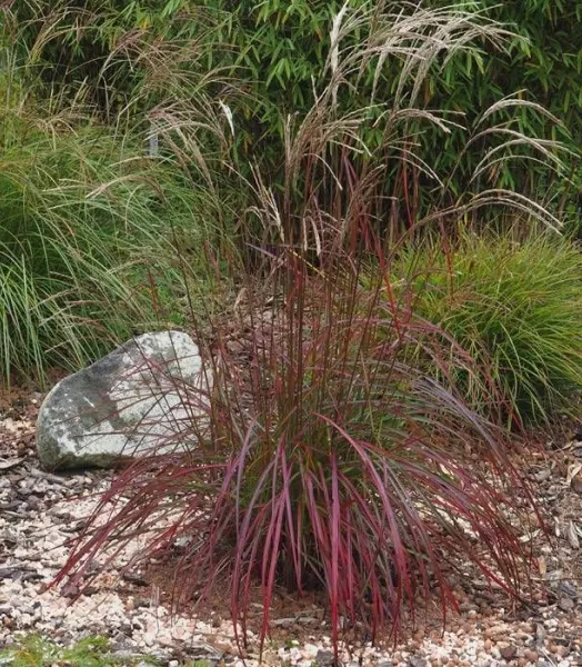 MISCANTHUS SINENSIS RUBY CUTE 4L