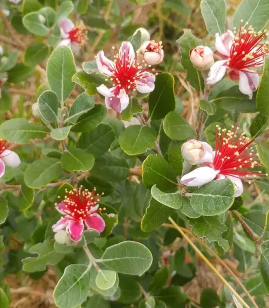 FEIJOA SELLOWIANA 4L