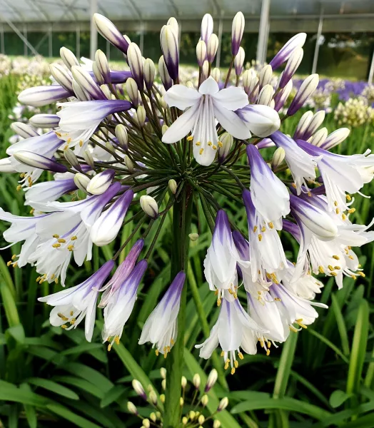 AGAPANTHUS FIREWORKS 3L