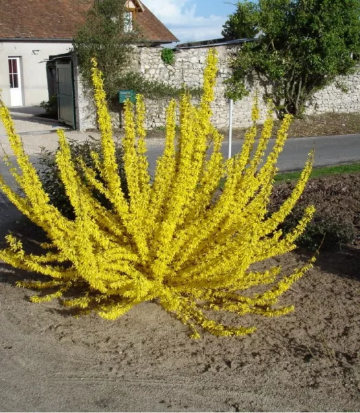 forsythia-intermedia-lynwood.webp