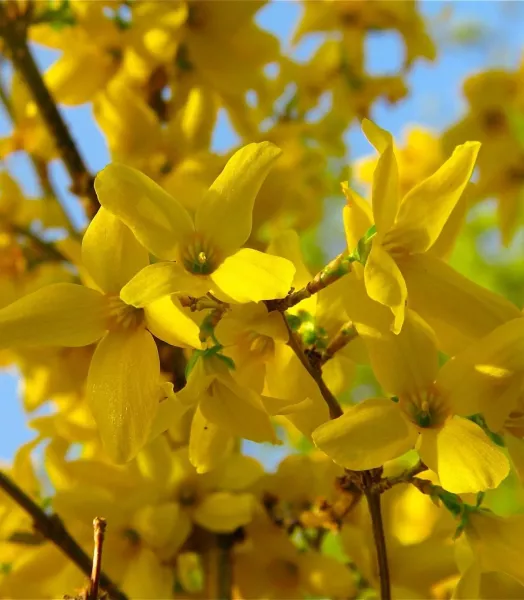 FORSYTHIA INTE. LYNWOOD 4L