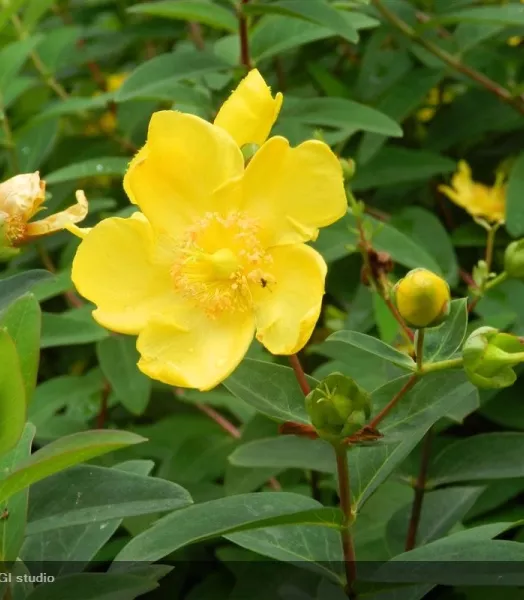 HYPERICUM HIDCOTE 4L