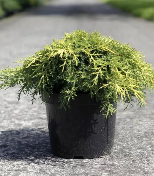 JUNIPERUS MEDIA GOLD STAR  4L