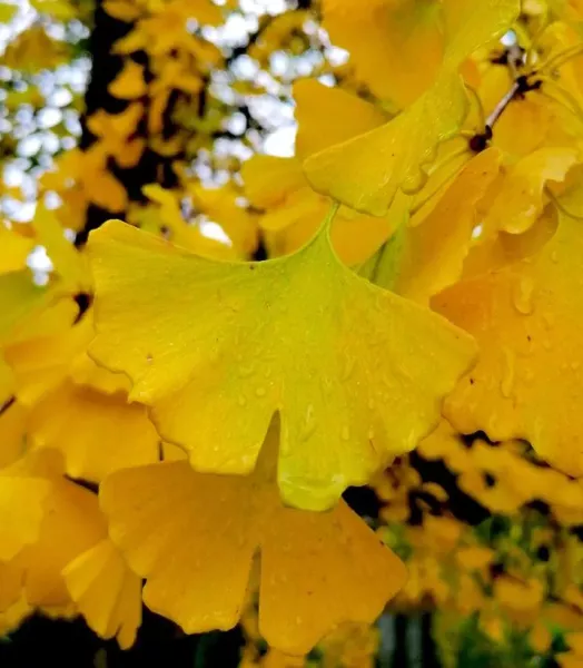 ginkgo-biloba-autumn-gold-arbre-aux-quarante-ecus-copyright-18327-fe.webp