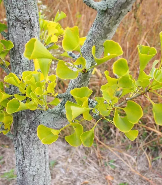 ginkgo-biloba-autumn-gold-arbre-aux-quarante-ecus-ld-18327-3.webp