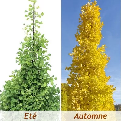 ginkgo-biloba-fastigiata-blagon-r-arbre-aux-mille-ecus.webp