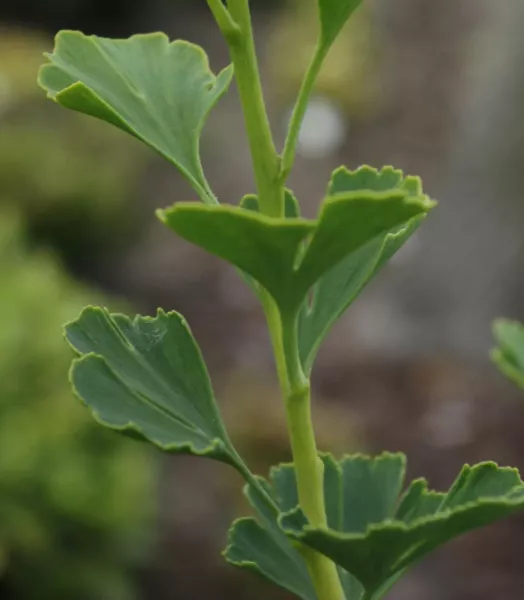 ginkgo-biloba-menhir-86105-2.webp