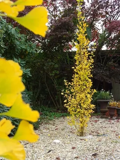 ginkgo_biloba_menhir_1__042047000_0719_31012017.webp