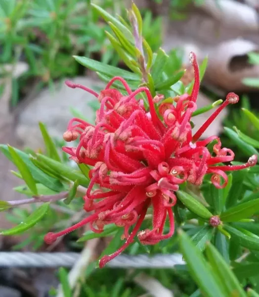 GREVILLEA JUNIPERINA NEW BLOOD 4L