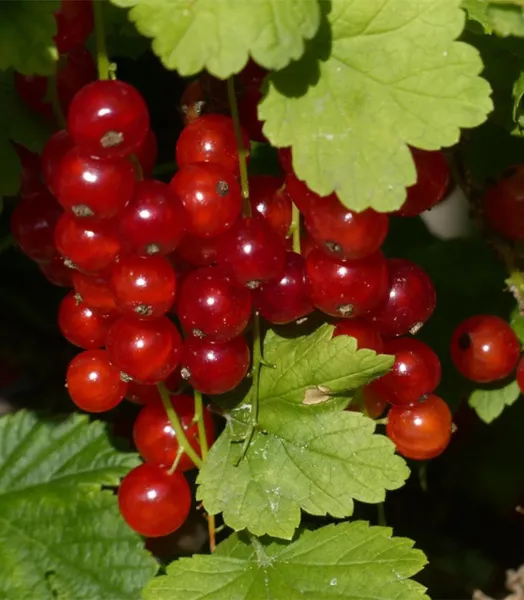 RIBES rubrum 'JUNIFER' 4L