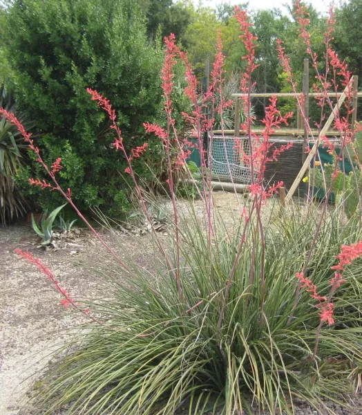 HESPERALOE parviflora Rubra 4L