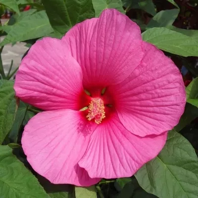 hibiscus-extreme-hot-pink10_0.webp