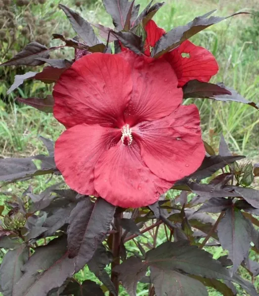 hibiscus-moscheutos-geant-red-hibiscus-des-marais-en-pot-de-1l15l-if-15637-1.webp