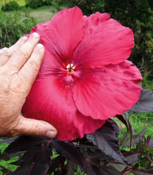 hibiscus-moscheutos-geant-red-hibiscus-des-marais-en-pot-de-1l15l-if-15637-2.webp