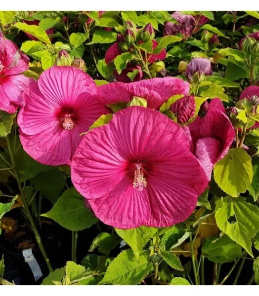 HIBISCUS moscheutos Luna Rose 4L