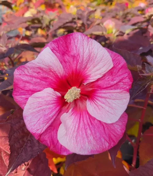 hibiscus-moscheutos-perfect-storm-summerrific-.webp