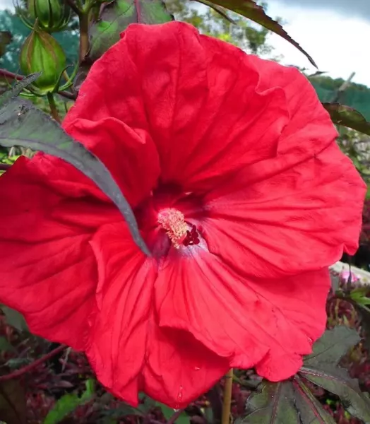 hibiscus-moscheutos-red-wine-100639-1.webp