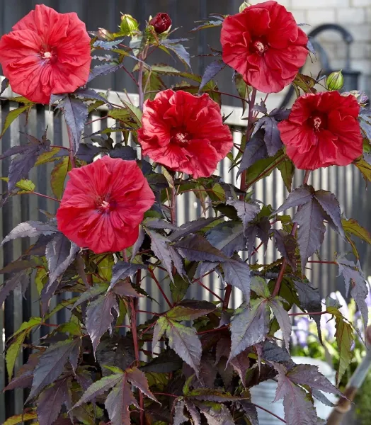 hibiscus-moscheutos-red-wine-100639-3.webp