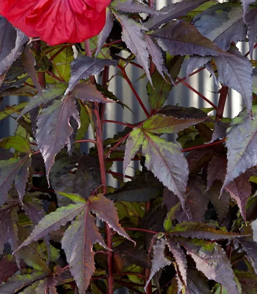 hibiscus-moscheutos-red-wine-100639-4.webp