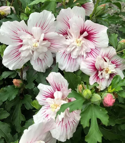 hibiscus-syriacus-starburst-chiffon-althea-mauve-en-arbre-copyright-837381-4.webp