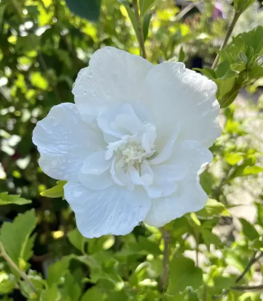 HIBISCUS SY. MACULE BLANC 4L