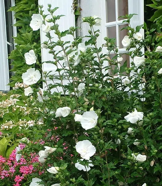 hibiscus_syriacus_white_chiffon_notwoodtwo_sapho_3_.webp