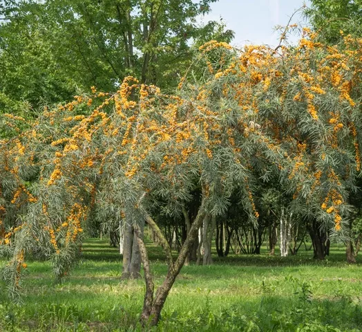 HIPPOPHAE RHAMNOIDES 4L