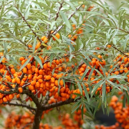 hippophae-rhamnoidesz.webp