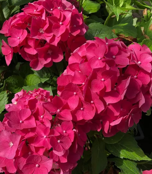 hortensia-hydrangea-macrophylla-leuchtfeuer-copyright-8006311-3.webp