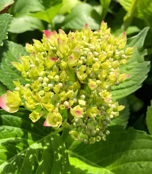 hortensia-hydrangea-macrophylla-leuchtfeuer-copyright-8006311-4.webp