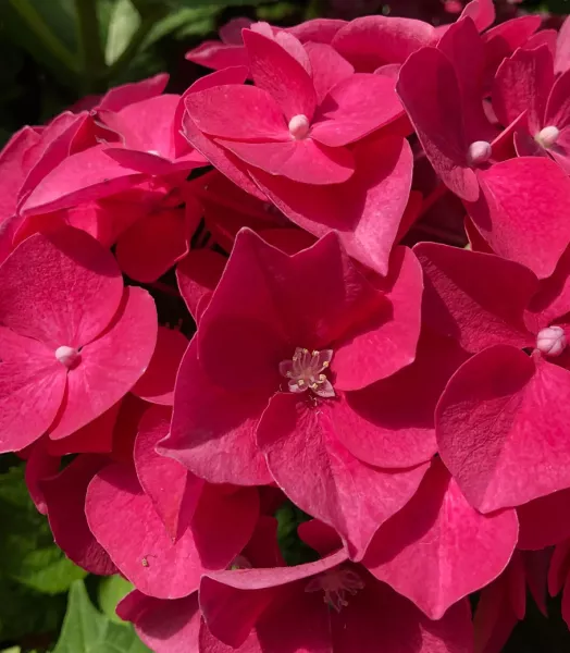 hortensia-hydrangea-macrophylla-leuchtfeuer-copyright-8006311-5.webp