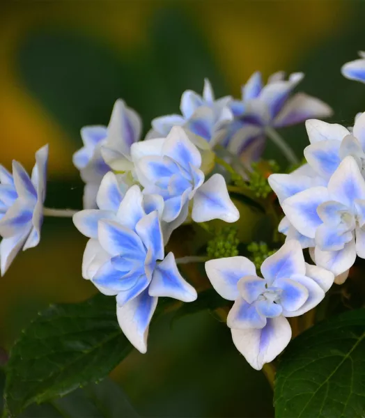 hortensia-hydrangea-macrophylla-star-gazer-bleu-copyright-1006542-1.webp