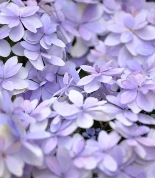 hortensia-hydrangea-macrophylla-stellar-bleu-copyright-1006552-1.webp