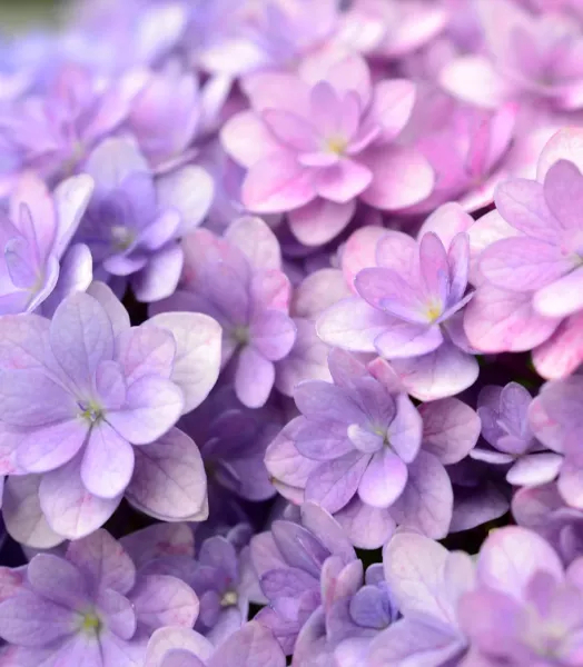 hortensia-hydrangea-macrophylla-stellar-bleu-copyright-1006552-2.webp