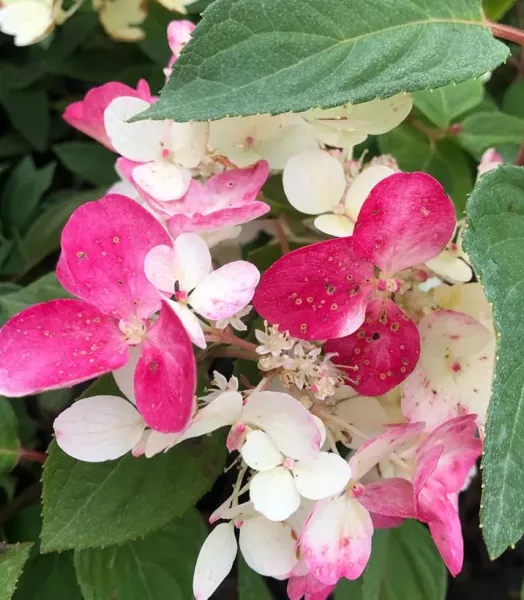 hortensia-hydrangea-paniculata-diamant-rouge-copyright-6783011-3.webp