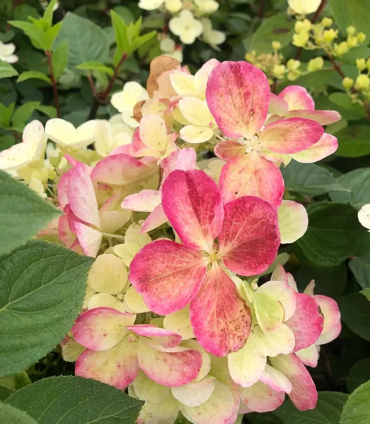 hortensia-hydrangea-paniculata-diamant-rouge-copyright-6783011-5.webp