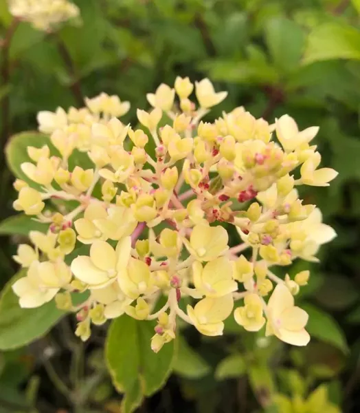 hortensia-hydrangea-paniculata-vanille-fraise-copyright-820172-7.webp