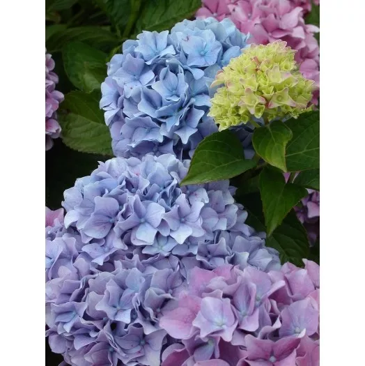 HYDRANGEA macrophylla Kuhnert 4L