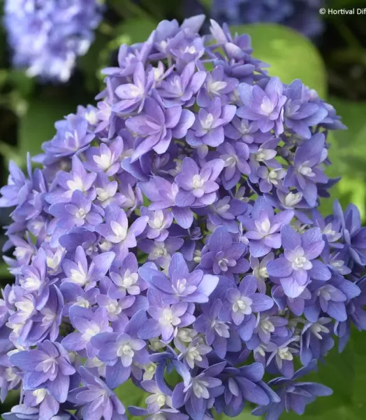 hortensia-macrophylla-stellar-bleu-if-1006552-1.webp