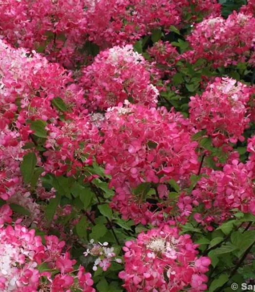 hortensia-paniculata-diamant-rouge-67830-2_1.webp