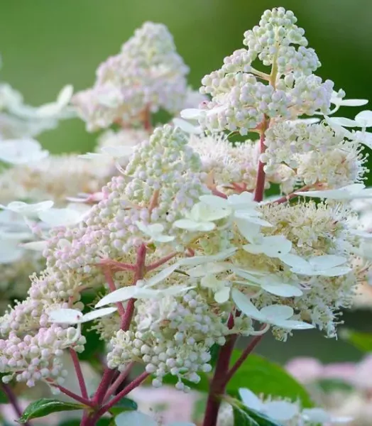 HYDRANGEA paniculata Early Harry ® 4L