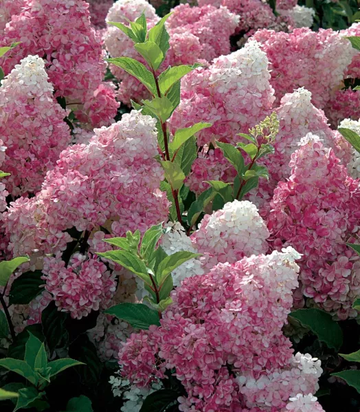 HYDRANGEA paniculata Vanille fraise ® 4L